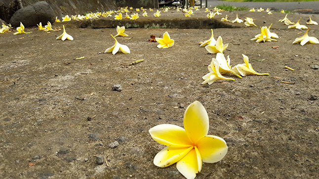 Frangipani flower on ground celiac bread eat healthy find snacks Bali Candidasa